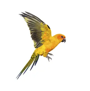 Colorful Parrot Images Drucke: Sun parakeet, bird, Aratinga solstitialis