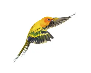 Exotic Tropical Birds Drucke: Sun parakeet, bird, Aratinga solstitialis