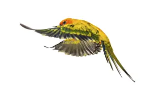 Colorful Parrot Drucke: Sun parakeet, bird, Aratinga solstitialis