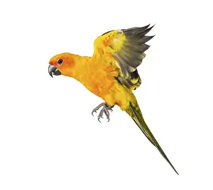 White Background Bird Photos Drucke: Sun parakeet, bird, Aratinga solstitialis