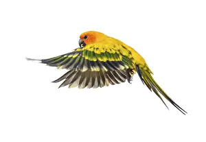 White Background Bird Photos Drucke: Sun parakeet, bird, Aratinga solstitialis
