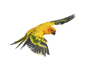 Colorful Parrot Images Drucke: Sun parakeet, bird, Aratinga solstitialis