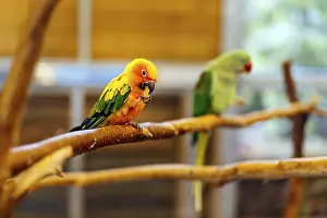 Parrot Photography Drucke: Sun Parakeet sitting on a perch