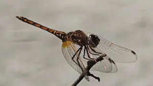 Macro Insect Photography Drucke: Sun pointer (trithemis) on a branch