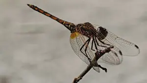 Cape Verde Landscape Photo Drucke: Sun pointer (trithemis) on a branch