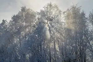 Birch Tree Landscape Photo Drucke: Sun rays fall through frosted birch trees