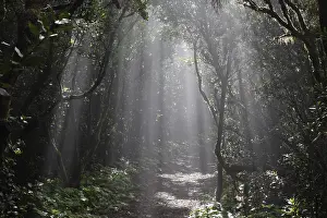 Canary Islands Landscape Drucke: Sun rays passing through the cloud forest
