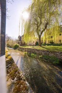 Deciduous Tree In Spring Drucke: Sun rays shine through the branches of a willow tree above a stream