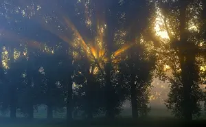 Evening Light In Nature Drucke: Sun rays shining through row of trees