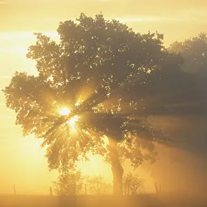 Backlit Tree Photo Drucke: Sun rays in a tree, Dingdener Heide