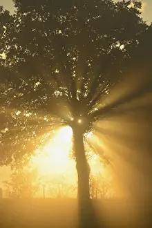 Autumnal Atmosphere Photography Drucke: Sun rays in a tree, Dingdener Heide