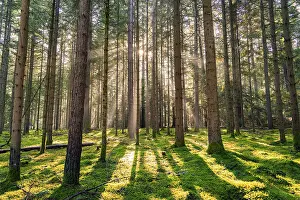 Sunlit Forest Scenery Drucke: The sun sends its rays through the forest and illuminates the scenery