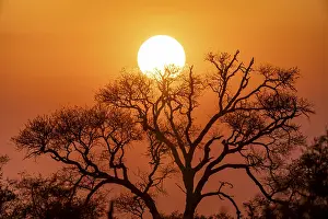 Tree Silhouette At Sunset Drucke: Sun setting behind a tree, silhouette of a tree in front of an atmospheric sunset