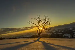 Deserted Mountain Landscape Germany Drucke: Sun shines through bare tree in winter