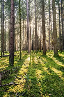 Sunlight In The Woods Drucke: Sun shines through the forest and creates a dynamic pattern of light and shadow