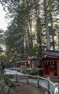 Eastern Asia Religious Site Drucke: Sun shining through cedar forest