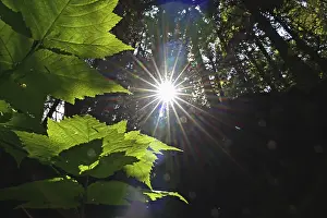 Vancouver Island Rainforest Drucke: Sun shining through the Pacific rainforest