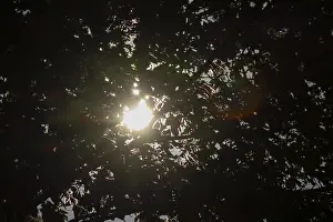 Northern Europe Nature Drucke: Sun shining through tree leaves