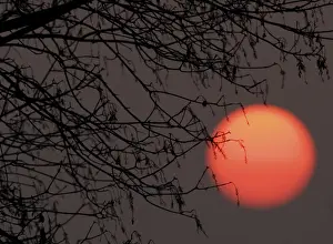 Tree Branch Silhouette Drucke: Sun behind tree