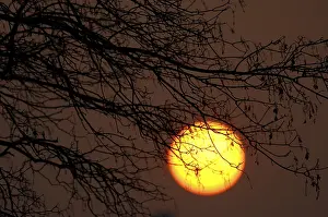 Nature Scenery Drucke: Sun behind tree