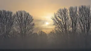 Deciduous Tree Silhouette Drucke: Sunball and bare deciduous trees with fog