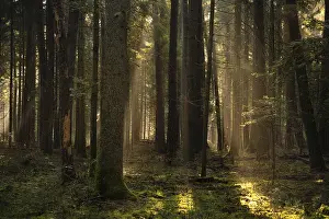 Moody European Countryside Drucke: Sunbeams in the deep Black Forest