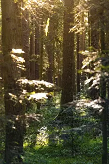 Sunbeams In Forest Drucke: Sunbeams through a dense forest with a small path