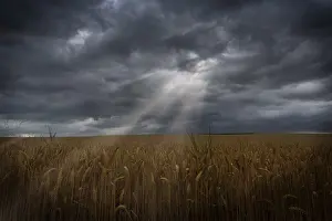 Agricultural Crop Landscape Drucke: Sunbeams with dramatic sky over a cornfield