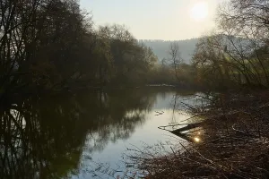 Quiet River Germany Drucke: Sunbeams fall on a quiet river surrounded by thick treetops
