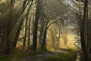 Deserted Forest Track Europe Drucke: Sunbeams on a forest path in autumn