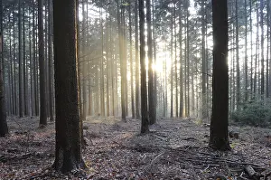 Deserted Woods Drucke: Sunbeams, forest, rays, tree, trees