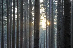 Deserted Woods Drucke: Sunbeams, forest, rays, tree, trees