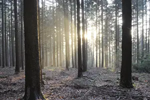 Open Air Landscapes Drucke: Sunbeams, forest, rays, tree, trees