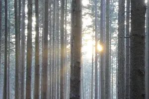 Sunbeams In The Forest Drucke: Sunbeams, forest, rays, tree, trees