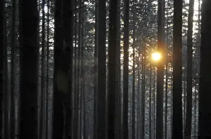 Sunbeams In The Woods Drucke: Sunbeams, forest, rays, tree, trees