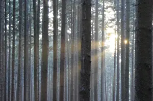 Sunbeams In Forest Drucke: Sunbeams, forest, rays, tree, trees