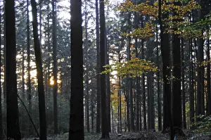 Deserted Woods Drucke: Sunbeams, forest, rays, tree, trees