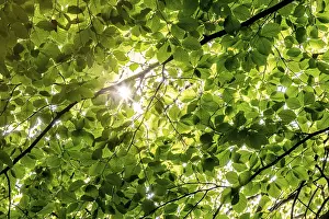 Drucke von Sonnenschein, der durch Blätter und Äste eines Buchenbaumes schneidet, Skulpturenpark, Humlebæk, Niva Bugt, Hovedstaden, Øresundküste, Dänemark Bildhauerei Drucke: Sonnenschein, der durch Blätter und Äste eines Buchenbaumes schimmert.