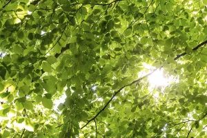 Denmark Nature Photography Drucke: Sunbeams shining through leaves and branches of a beech tree