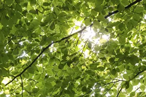 Drucke von Sonnenschein, der durch Blätter und Äste eines Buchenbaumes schneidet, Skulpturenpark, Humlebæk, Niva Bugt, Hovedstaden, Øresundküste Bildhauerei Drucke: Sonnenschein, der durch Blätter und Äste eines Buchenbaumes schlägt.