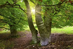 Sunbeams Through Trees Drucke: Sunbeams through trees in a clearing