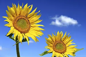 Deserted Plant Life Drucke: Sunflower 104