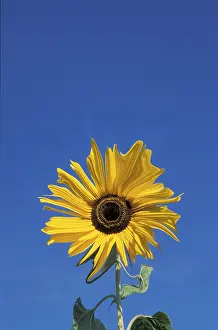 Sunflower Details Drucke: Sunflower