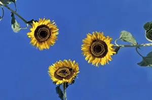 Multi Colored Flowers Drucke: Sunflower