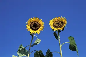 Colorful Flowers Drucke: Sunflower