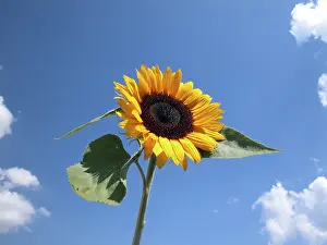 Summer Flowering Plants Drucke: Sunflower