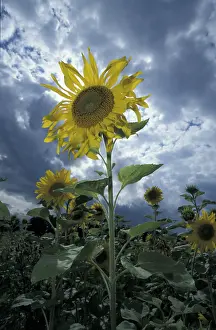 Open Air Photography Drucke: Sunflower