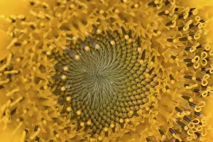 Botany Photography Drucke: Sunflower