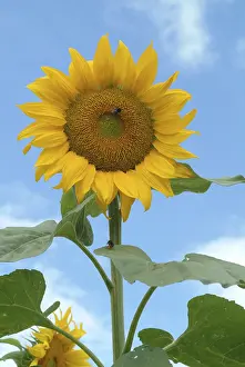 Yellow Blooms Drucke: Sunflower