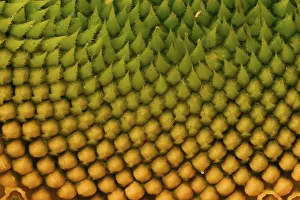 Botanical Flower Images Drucke: Sunflower